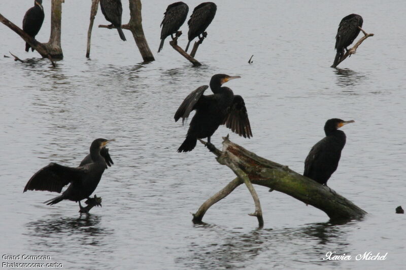 Great Cormorant