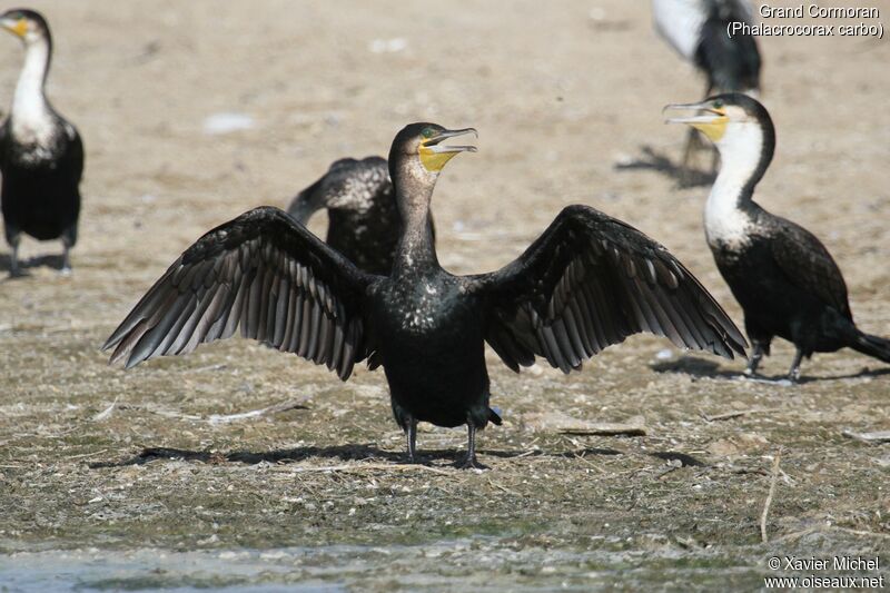 Great Cormorantadult, identification