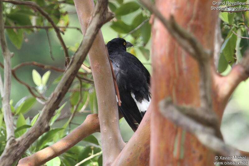 Pied Currawong