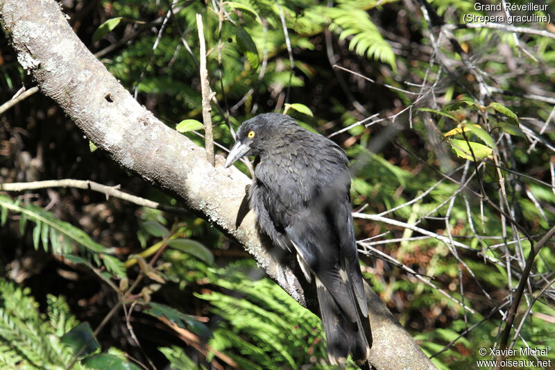 Pied Currawongadult