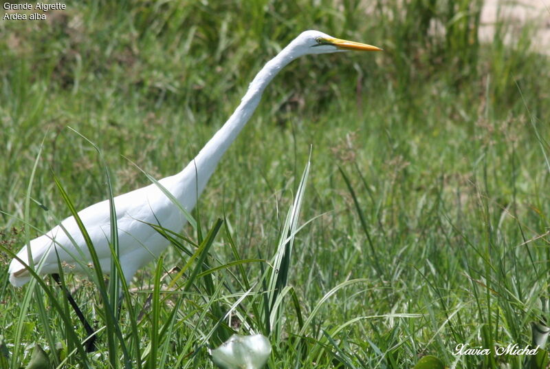 Great Egret