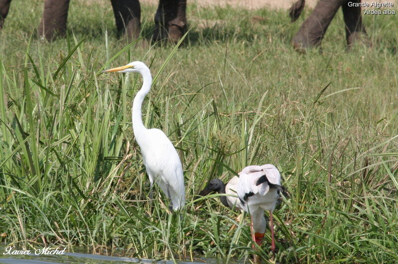 Grande Aigrette