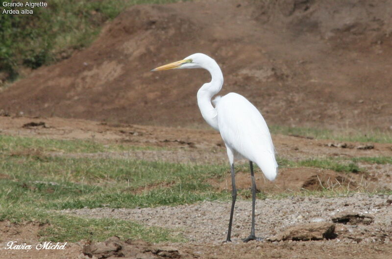 Grande Aigrette