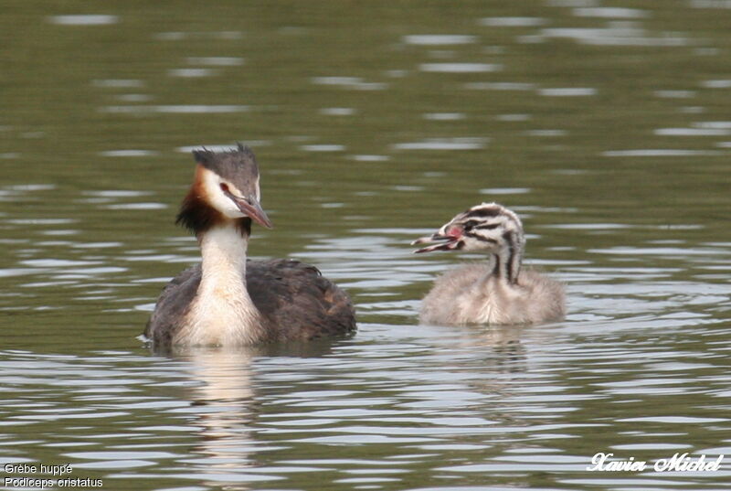 Great Crested Grebeadult