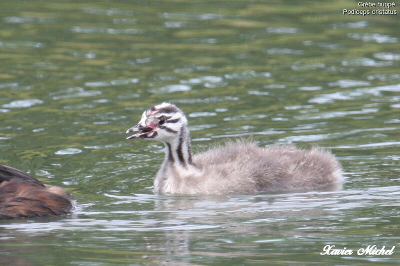 Great Crested GrebeFirst year, identification