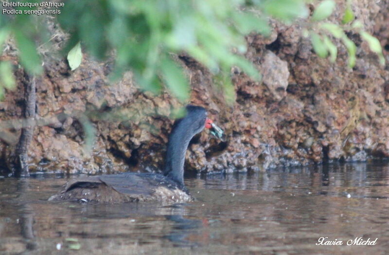 African Finfoot