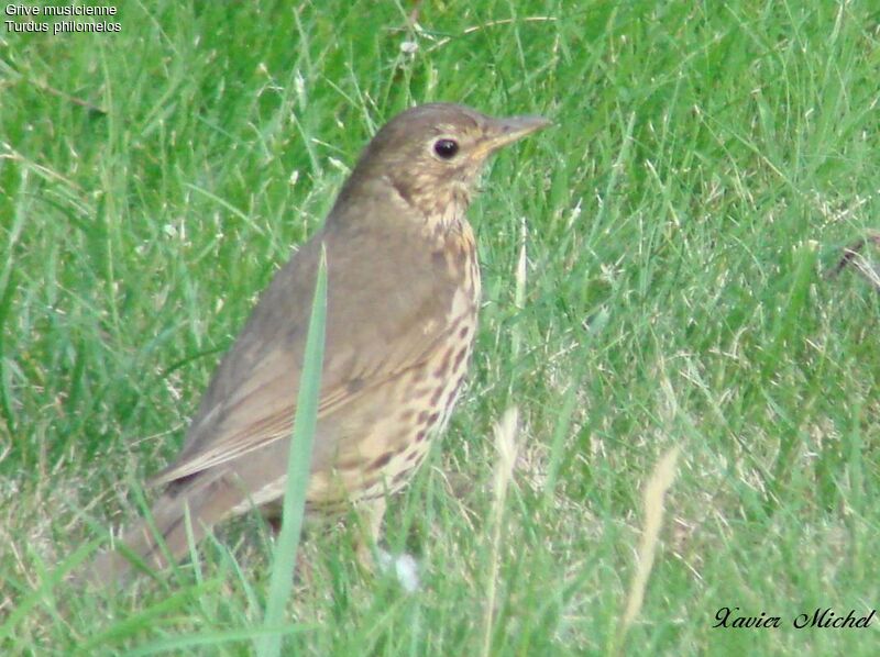 Song Thrush