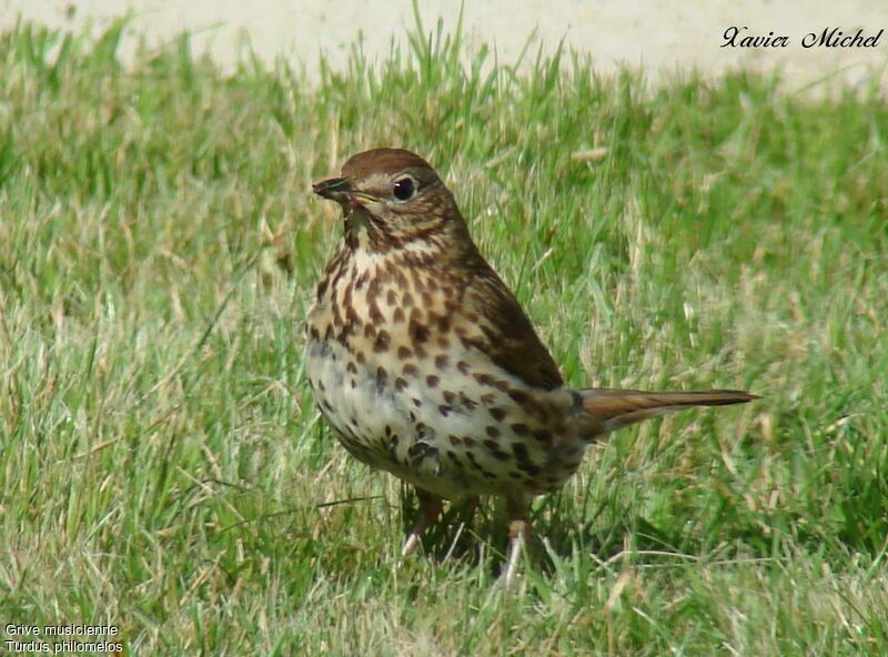 Song Thrush