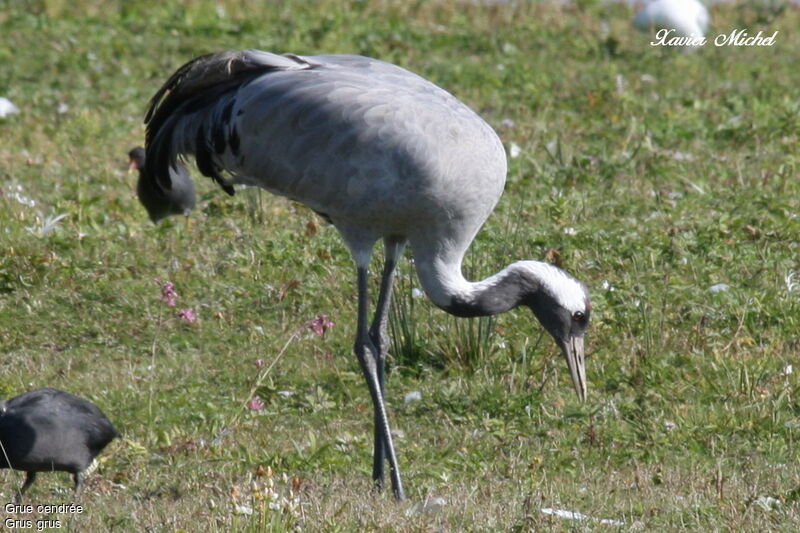 Grue cendrée