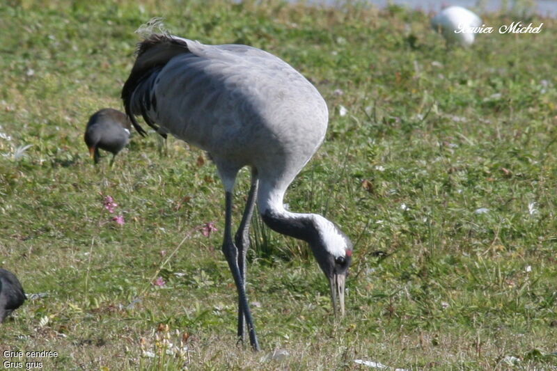 Common Crane