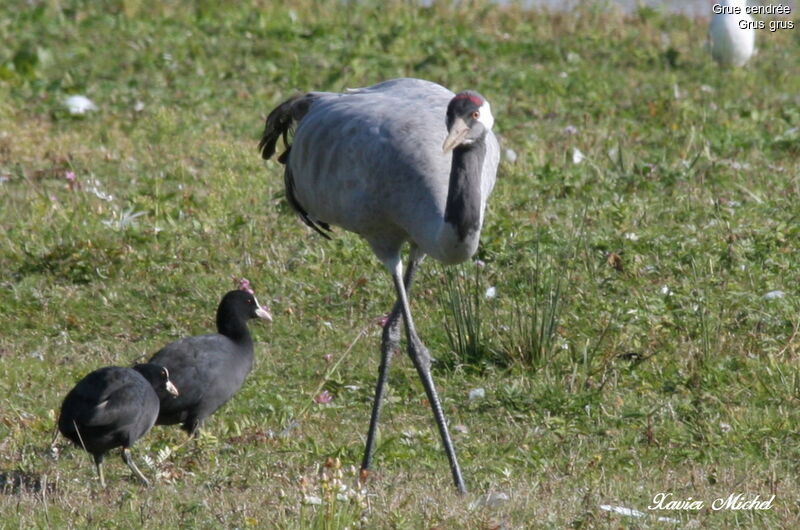 Grue cendrée