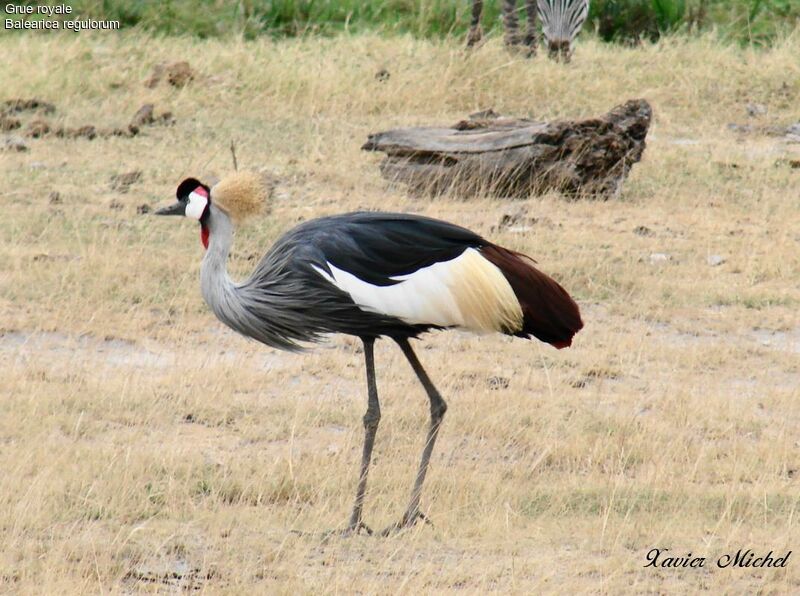 Grey Crowned Crane