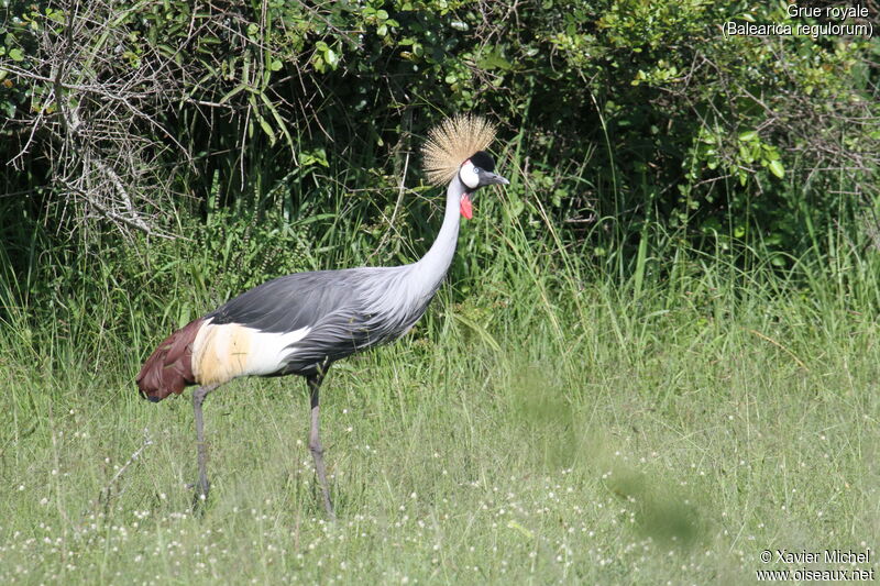 Grey Crowned Craneadult, identification