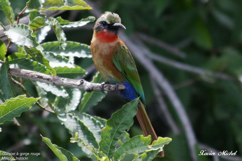 Red-throated Bee-eater