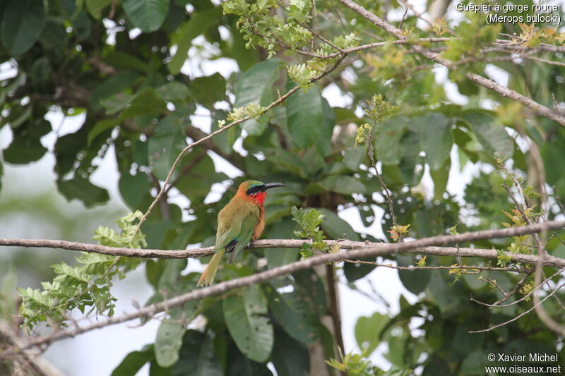 Red-throated Bee-eater