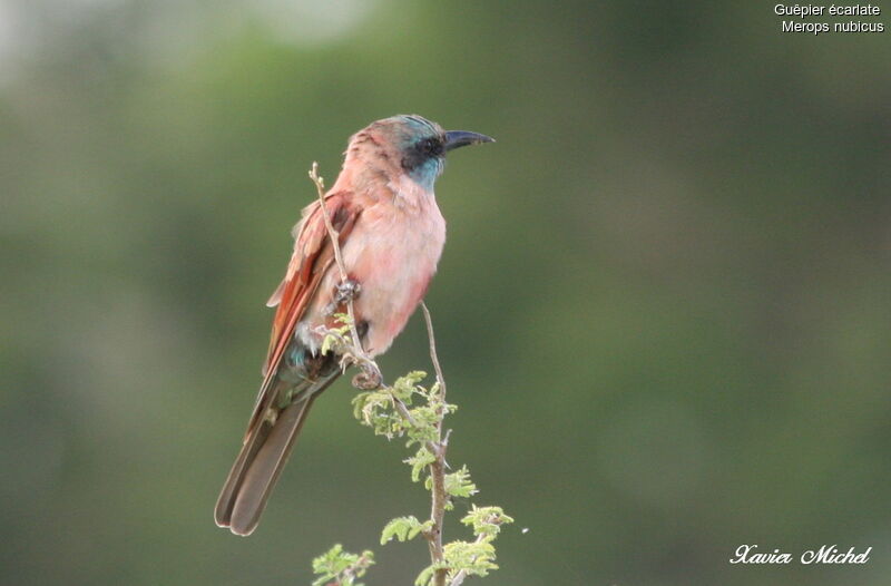 Northern Carmine Bee-eater