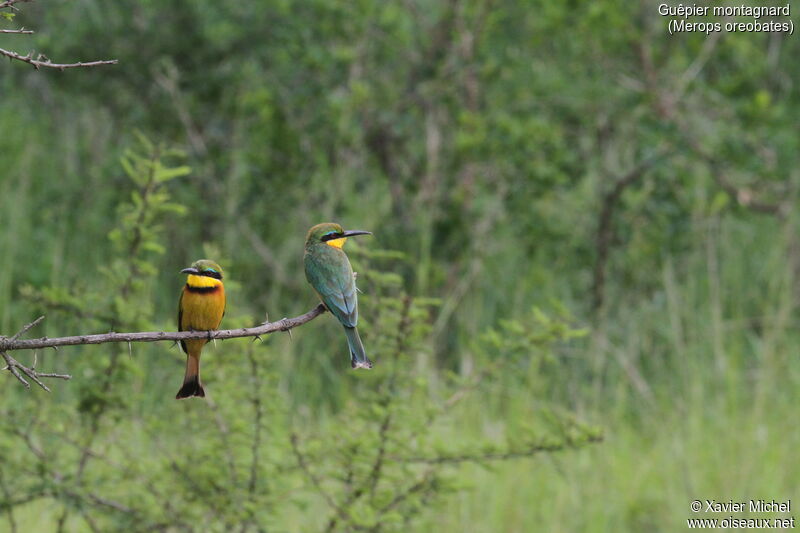 Cinnamon-chested Bee-eater