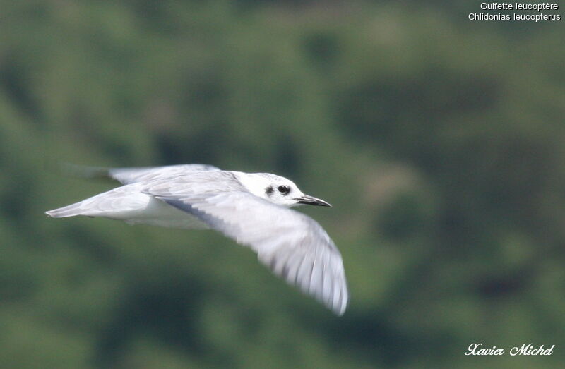 White-winged Tern, Flight