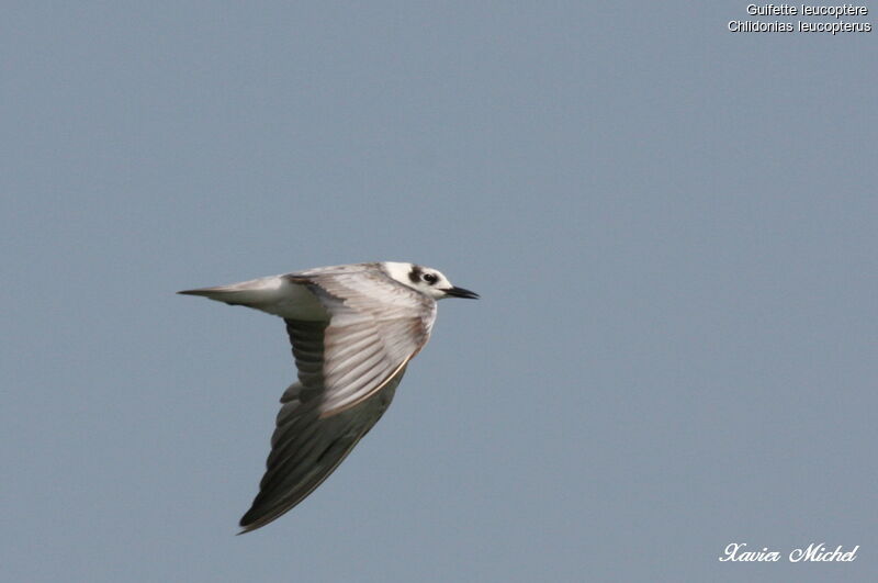 Guifette leucoptère, Vol