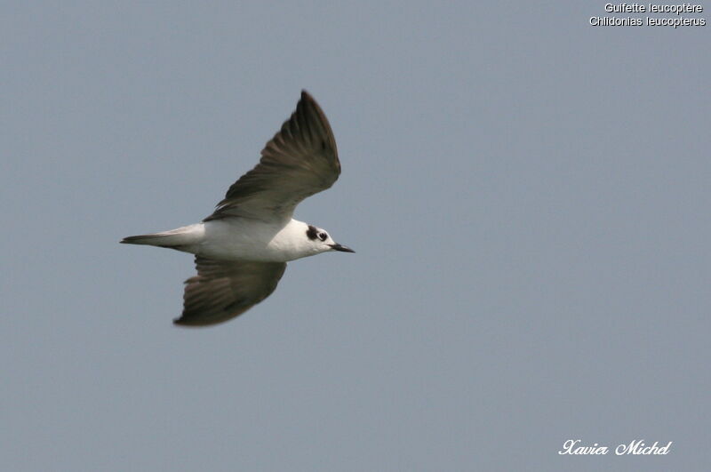 Guifette leucoptère, Vol