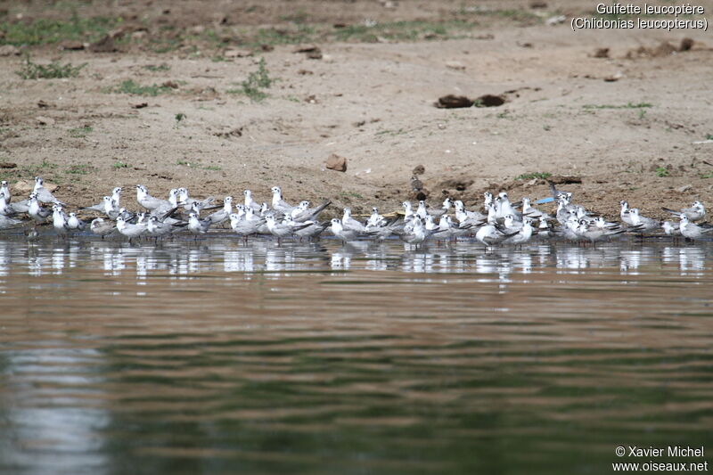 White-winged Tern