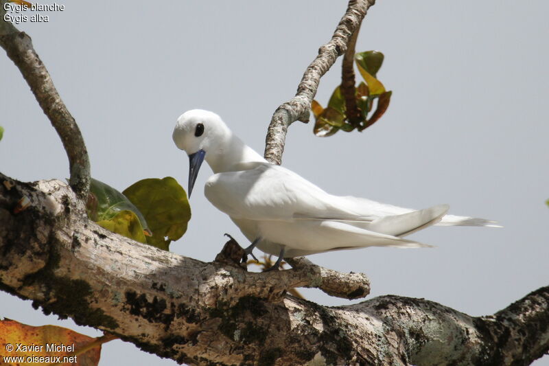 White Tern, identification