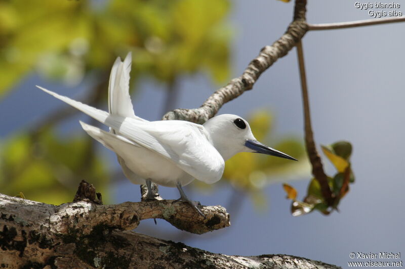 White Tern, identification