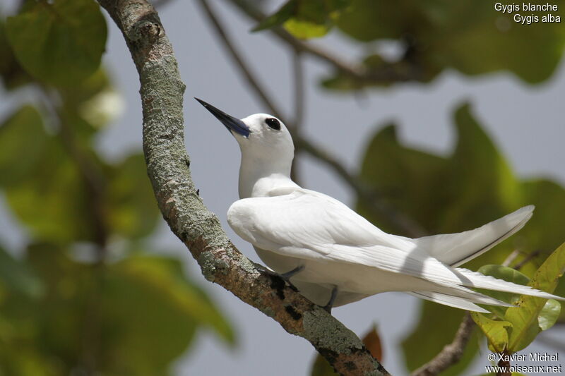 Gygis blanche, identification