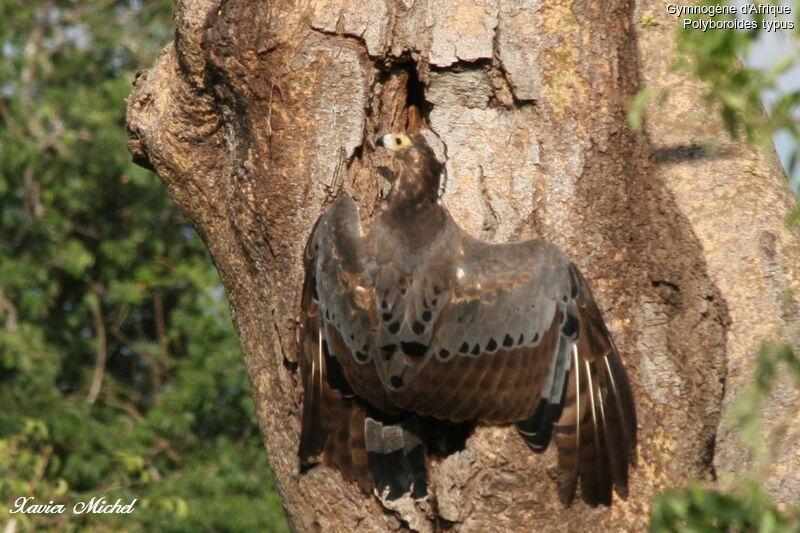 Gymnogène d'Afrique