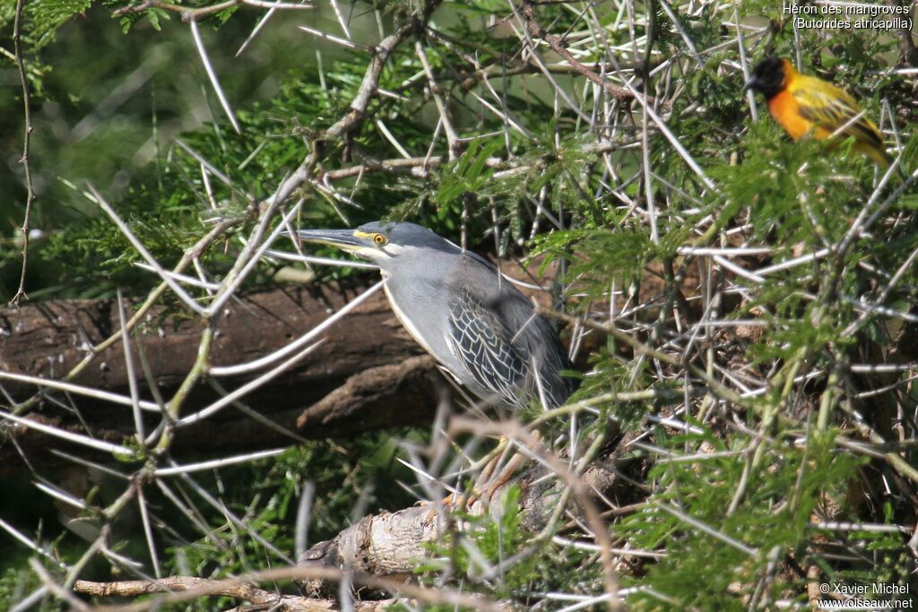 Héron des mangroves