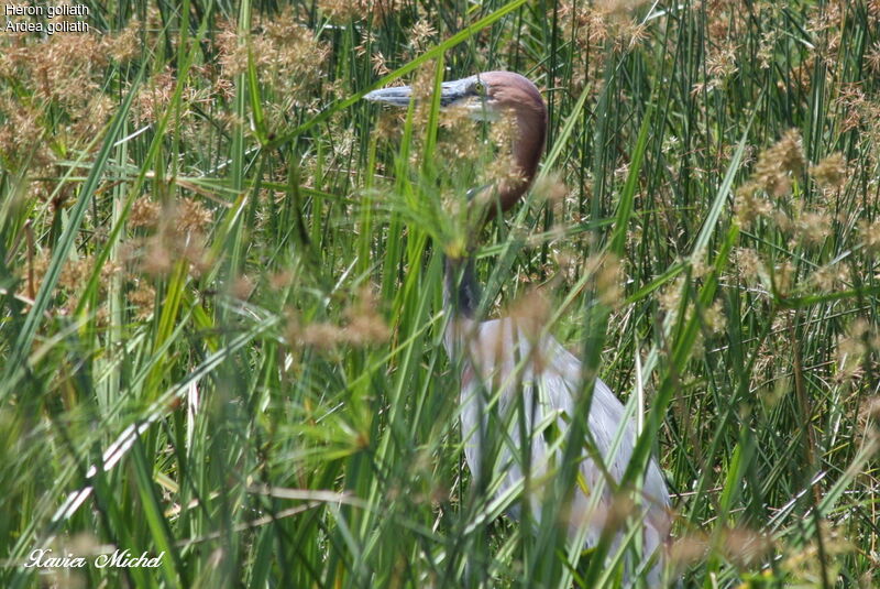 Héron goliath