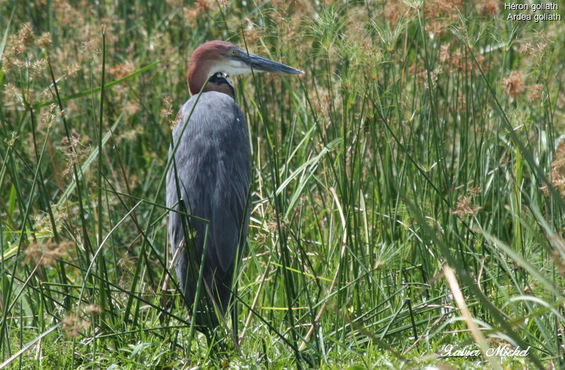 Goliath Heron