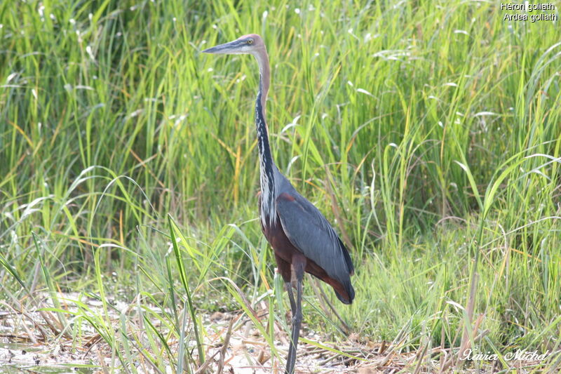 Goliath Heron