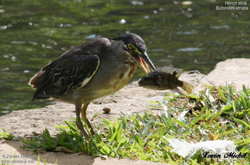 Striated Heron, identification, feeding habits