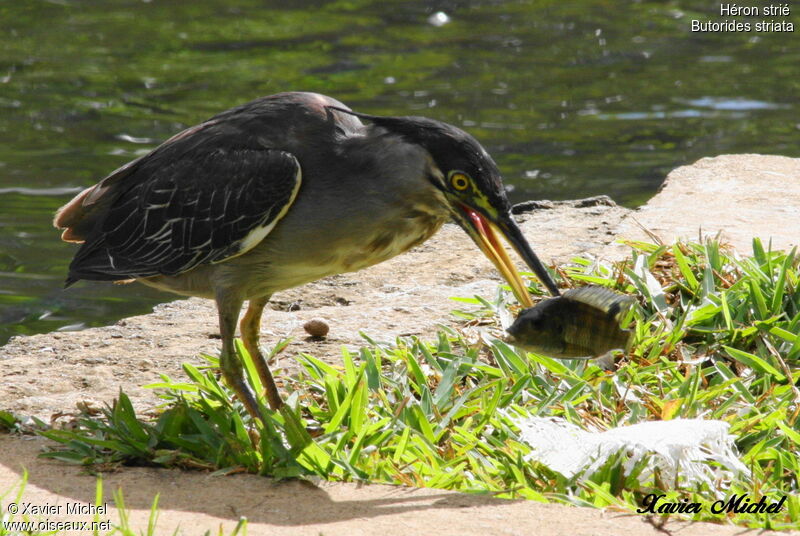 Striated Heron, identification, Behaviour