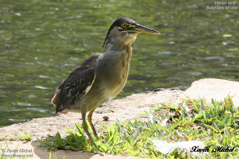 Striated Heron