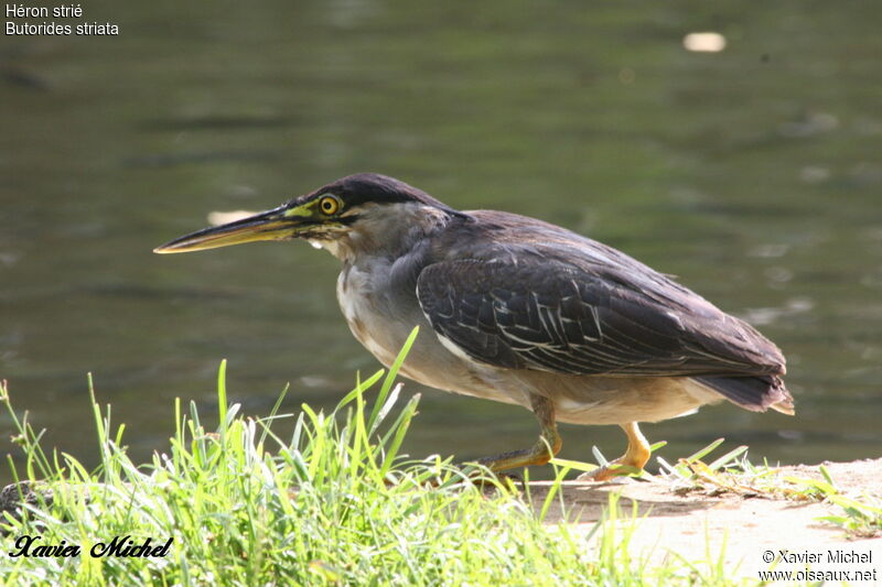 Striated Heron, identification