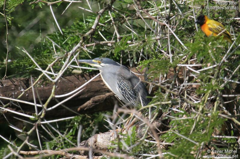 Striated Heronadult, identification