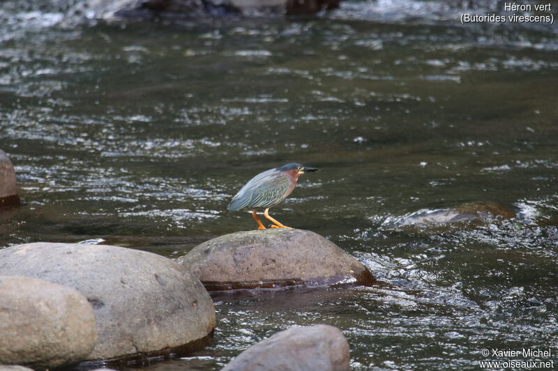 Green Heron