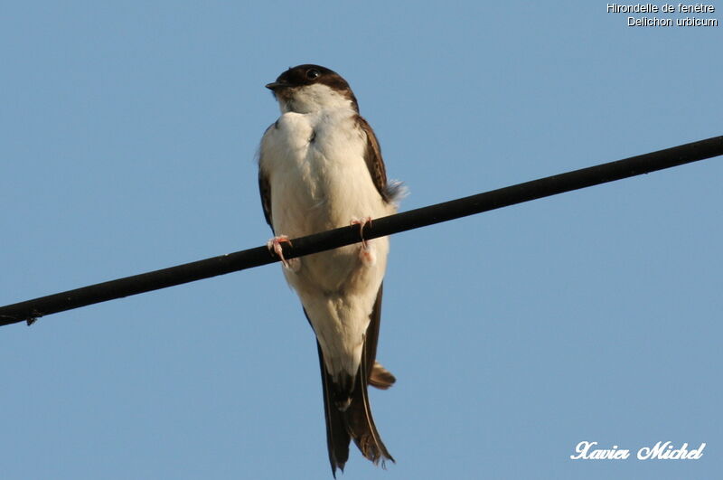 Western House Martin, identification