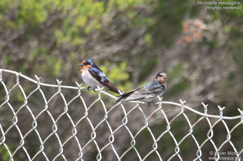 Welcome Swallow