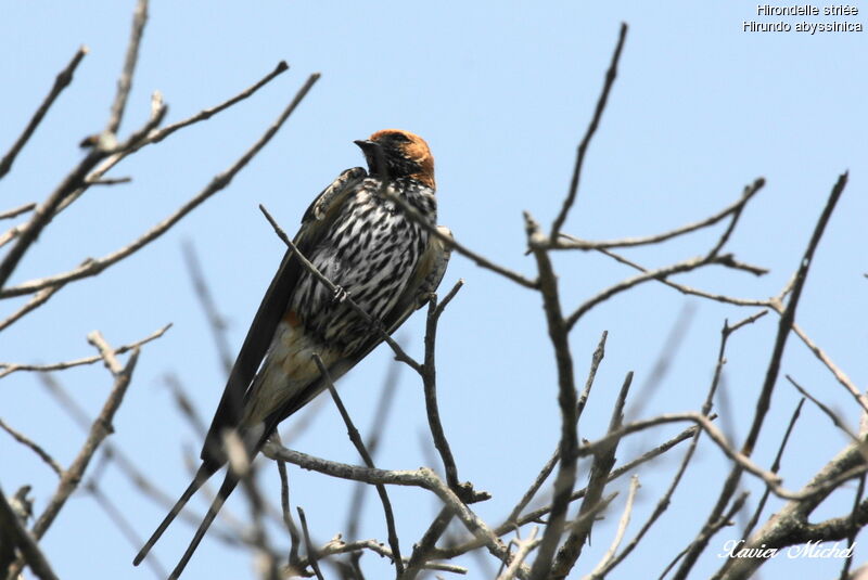 Hirondelle striée