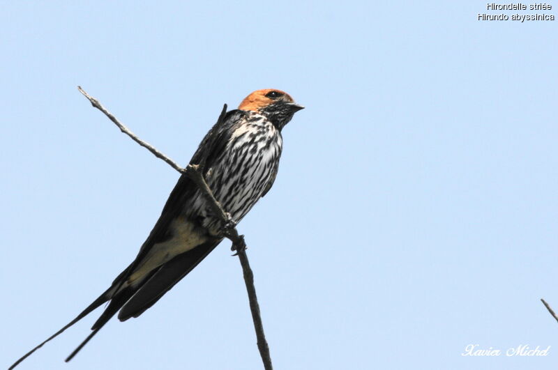 Lesser Striped Swallow