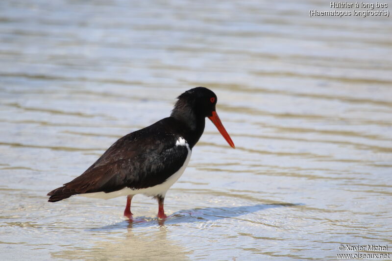 Pied Oystercatcheradult, identification, fishing/hunting