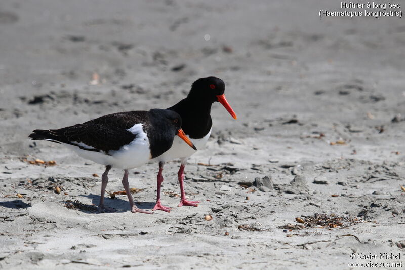 Pied Oystercatcher