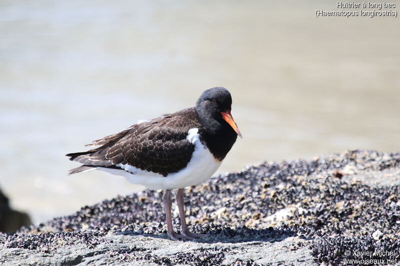 Pied Oystercatcherjuvenile