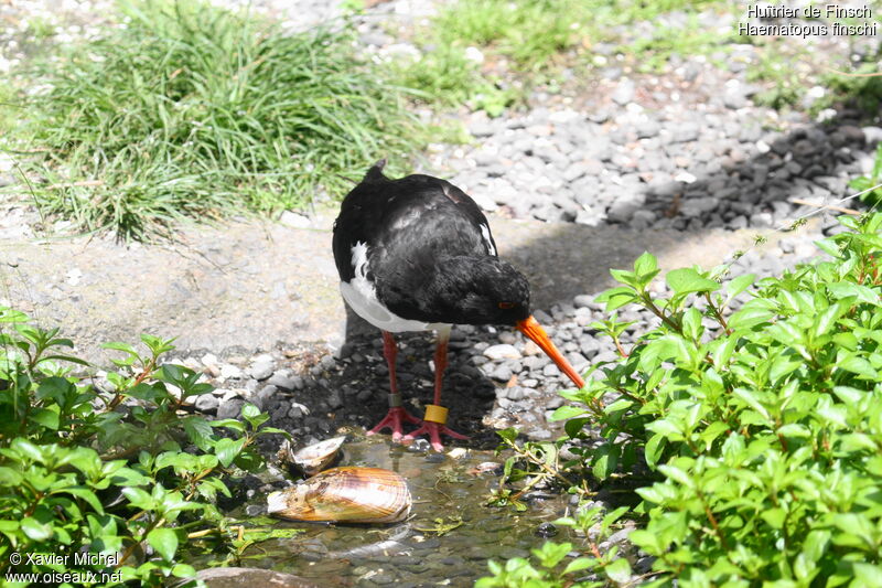 South Island Oystercatcheradult