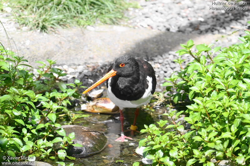 Huîtrier de Finschadulte, identification