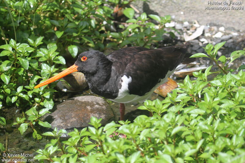 Huîtrier de Finsch, identification