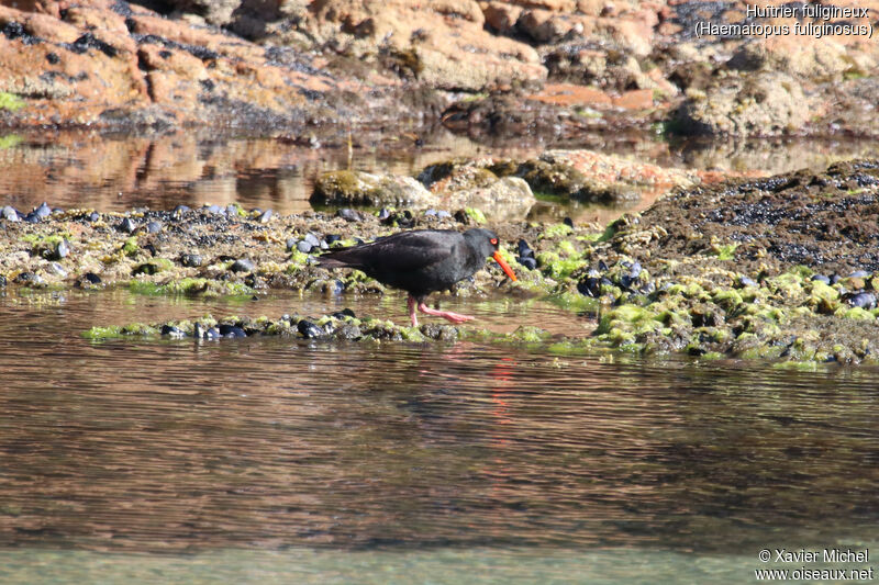 Sooty Oystercatcheradult